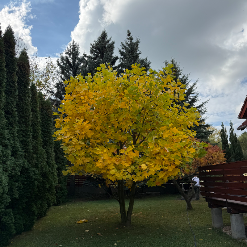 Tulipán fa